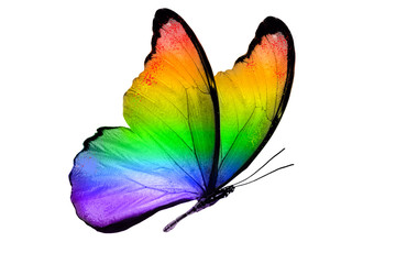 beautiful multicolor butterfly isolated on white background