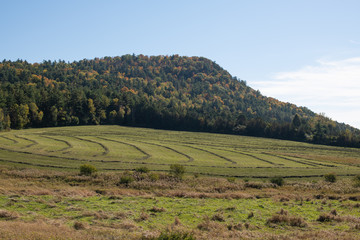 Fototapeta premium Hay Field