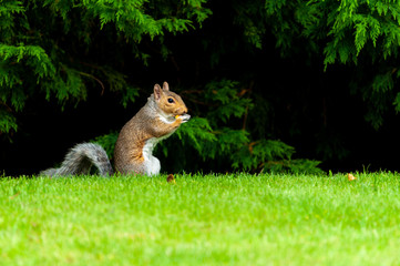 Grey squirrel feeding in a garden with woodland background