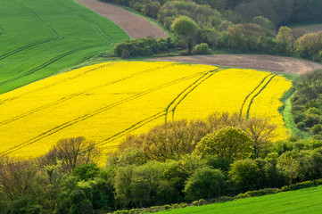 Elevated view of a field of rapeseed with tractor tracks