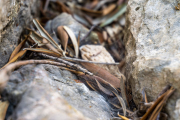 Rocks