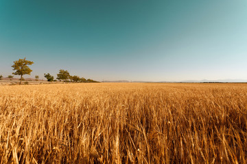 wheat field landscape