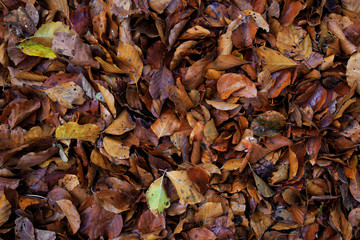 autumn color sheet of leaves on the road