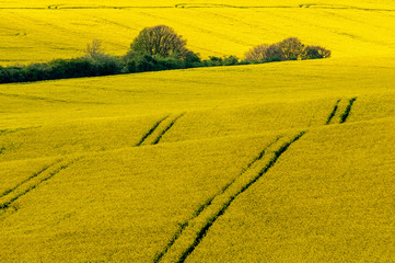 Rolling fields of rapeseed in bloom, with tractor tracks and traditional hedgerow