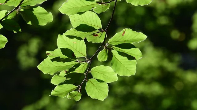 Beech leaves movement in the wind, against the light, autumn, (fagus sylvatica), Germany