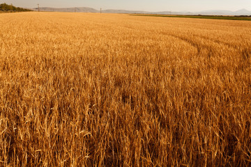 wheat field area before farm