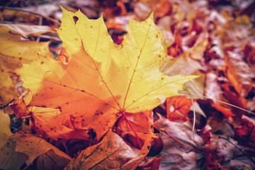 Herbst Blätter 