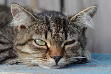 Serious green-eyed tabby cat lies. Serious look of a cat. do not care