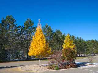 Tamarack Trees in Fall, yellow trees among evergreen pines in parking lot at Lake Itasca State...
