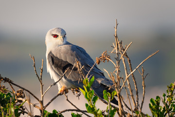 Black-winged / Black-shouldered Kite
