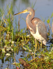 Tricolored Heron