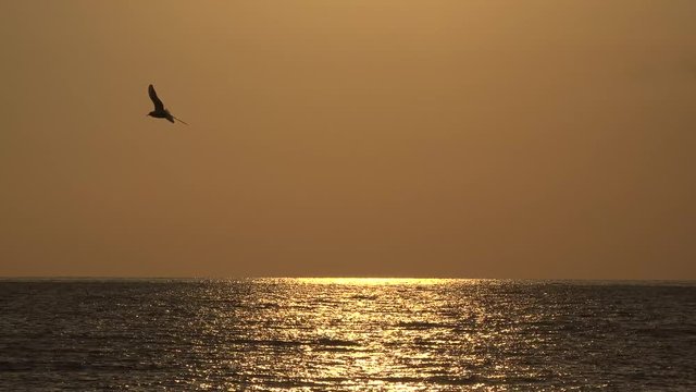 Mare al tramonto con uccelli che volano