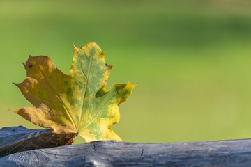 Autumn leaf against a green background glows in the sun