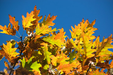 Autumn leaf against a brown background glows in the sun
