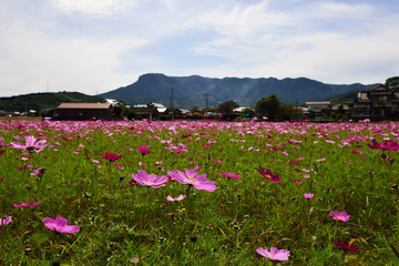 三光のコスモス