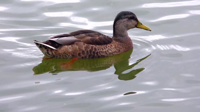 Young wild ducks swim on the water surface. Life free beautiful migratory birds close.
