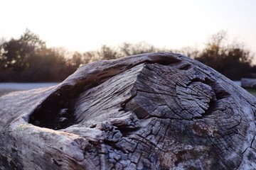 Trunk tree