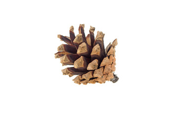 pine cone isolated on white background