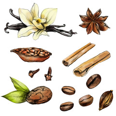set of spices vanilla, cinnamon, cocoa and coffee beans, anise, carnation hand-drawn pencil and painted, white isolated background, for use in design, textiles