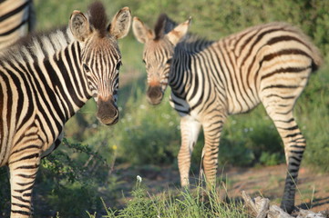Fototapeta na wymiar Baby Zebras in Africa