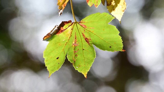 Sycamore maple (acer) leaves in against the light, autumn, (acer pseudoplatanus), germany