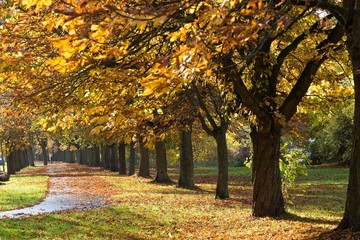 Naklejka premium Herbst Bäume 