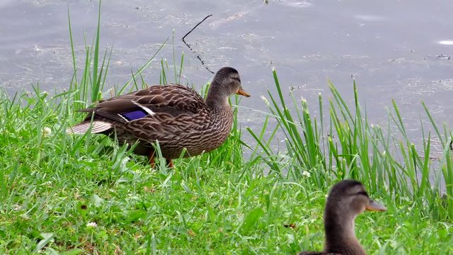 Young wild duck on the grass by water. Life free beautiful migratory birds close. 
