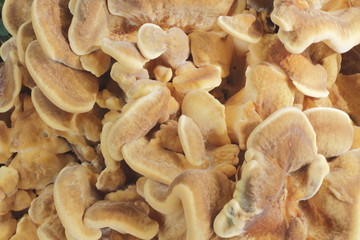 Natural background. Fancy drawing of wild mushrooms. Outdoor.