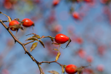 Wild rose berries on a branch against the sky. Dog-rose in autumn. Soft focus