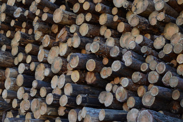 Pine logs  stacked, firewood.