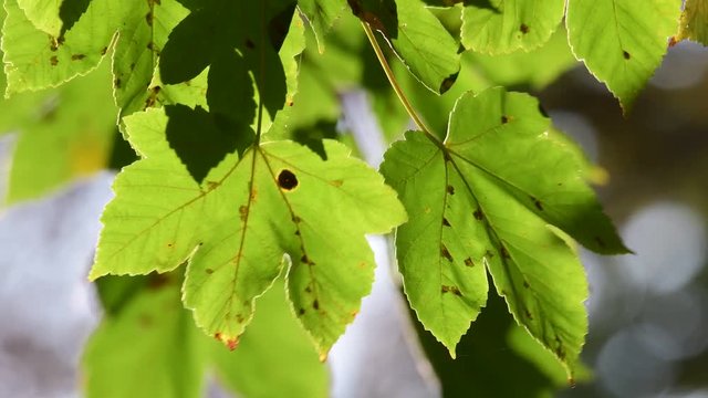 Sycamore maple (acer) leaves in against the light, autumn, (acer pseudoplatanus), germany
