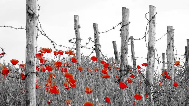 World War One symbol : red flower poppies and barbed wire