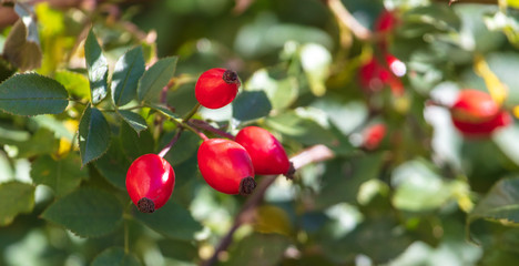 Red rosehip berries in a vegetable garden