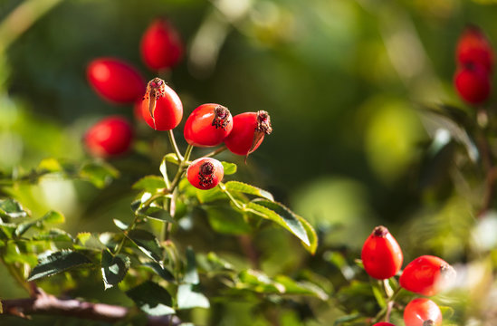 Red rosehip berries in a vegetable garden