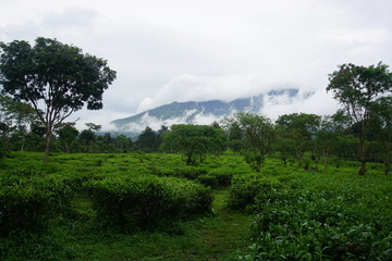 Fototapeta premium Tea Plantation