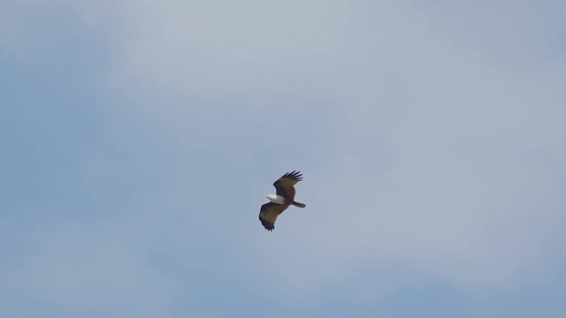 Bird of prey in flight,low angle view.
Brahminy kite mature bird  soaring  with spreading reddish brown wings across cloud blue sky,hd slow motion.