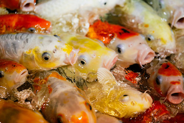 Multicolored fish carp on the water surface