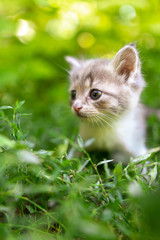 Portrait of a kitten in green grass