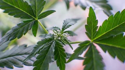 flowering stage of the marijuana close-up