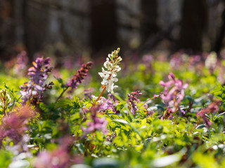 Corydalis flower growing in spring forest