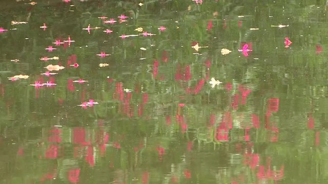 Flowers floating on a pond