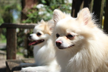 two pomeranian in the park