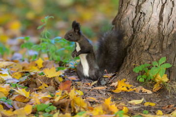 squirrel under a tree