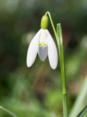 Galanthus (snowdrop)flowers blooming in the spring forest