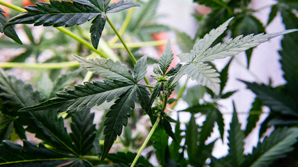FLOWERING STAGE OF CANNABIS WEEK BY WEEK CLOSE-UP
