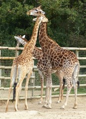 Girafes