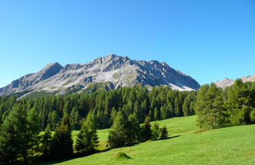 Obraz premium picturesque summer mountain landscape in the Swiss Alps near Savognin with green meadows and forest and rocky mountain peaks behind under a blue sky