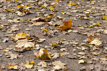 Autumn background of yellow and rusty leaves of maple on a gravel path in Gatchina park after leaf fall.