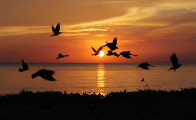 Sunrise on Beach with Birds, Samila Beach Songkhla, Thailand.