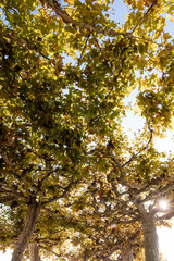 arrivée de l'automne